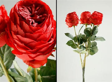 פרח